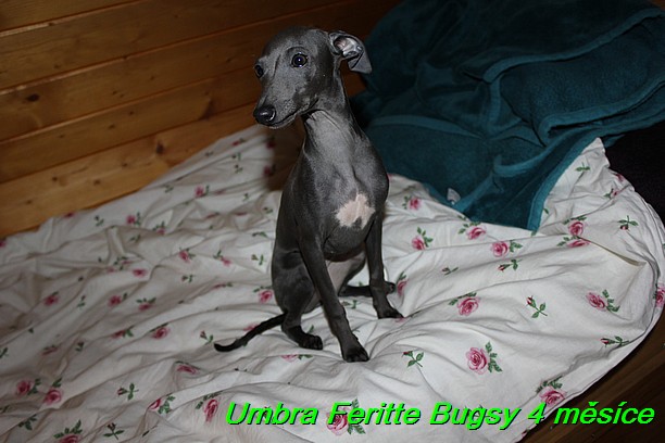 Umbra Feritte Bugsy 4 mesice (27)