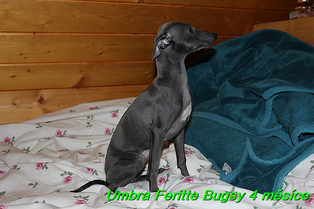 Umbra Feritte Bugsy 4 mesice (30)