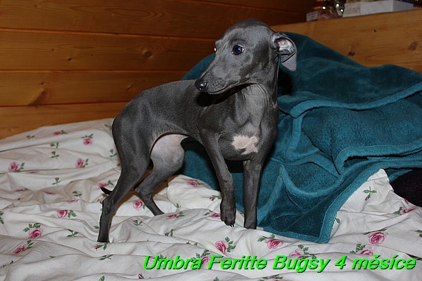 Umbra Feritte Bugsy 4 mesice (32)