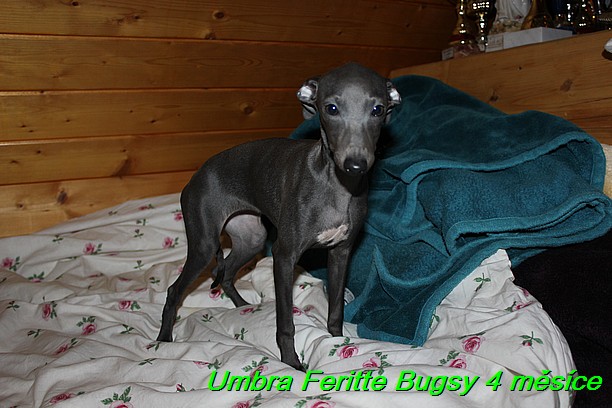 Umbra Feritte Bugsy 4 mesice (34)