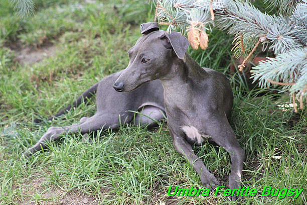 Umbra Feritte Bugsy 8 mesicu (2)
