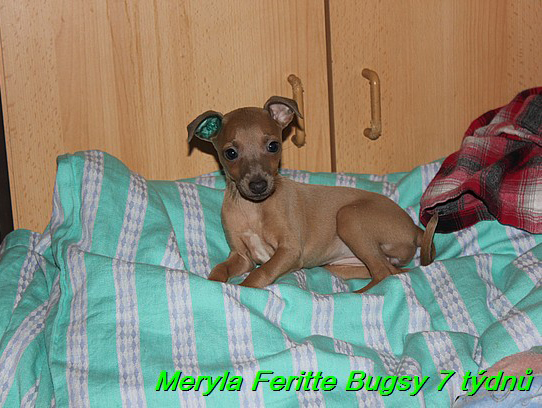 Meryla Feritte Bugsy 7 tydnu (2)