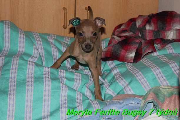 Meryla Feritte Bugsy 7 tydnu (3)