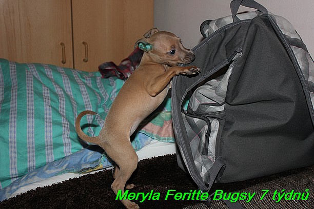 Meryla Feritte Bugsy 7 tydnu (4)
