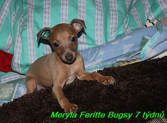 Meryla Feritte Bugsy 7 tydnu (5)