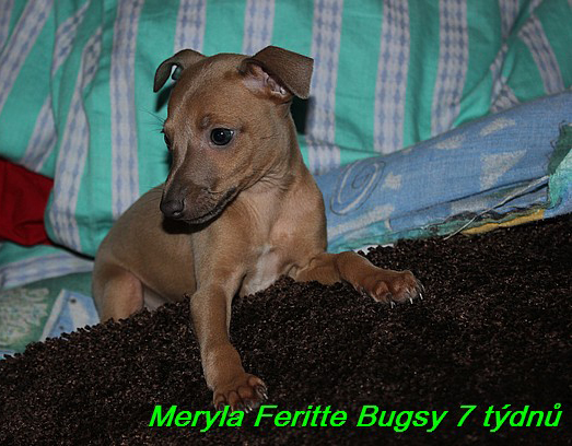 Meryla Feritte Bugsy 7 tydnu (6)