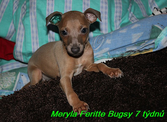 Meryla Feritte Bugsy 7 tydnu (7)