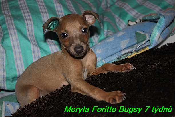 Meryla Feritte Bugsy 7 tydnu (8)