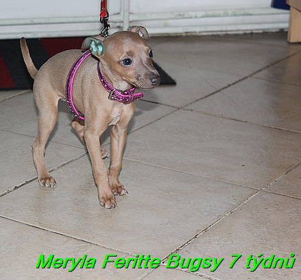 Meryla Feritte Bugsy 7 tydnu (13)