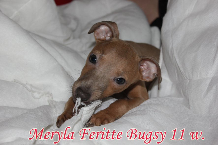 Meryla Feritte Bugsy 11 tydnu 3