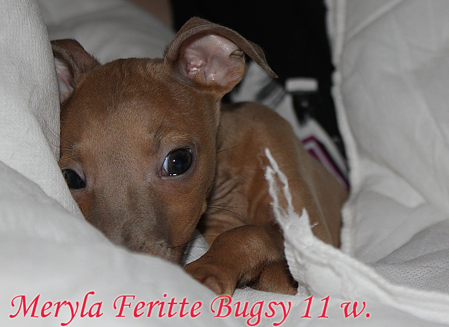 Meryla Feritte Bugsy 11 tydnu 5