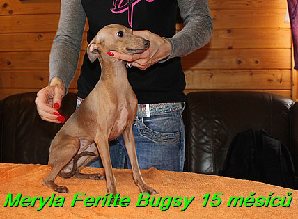 Meryla Feritte Bugsy 15 měsíců (1)