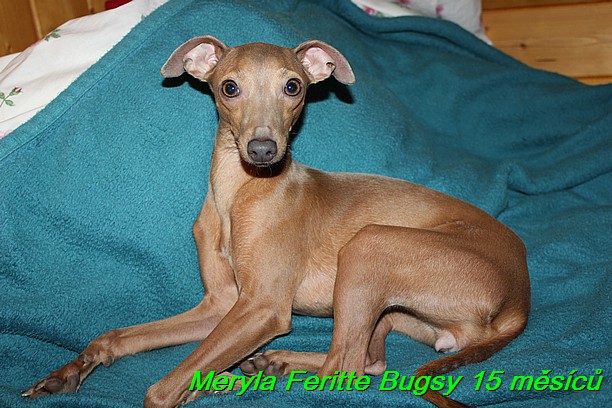 Meryla Feritte Bugsy 15 měsíců (6)