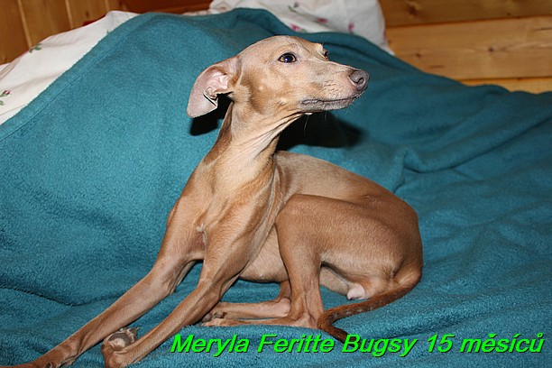Meryla Feritte Bugsy 15 měsíců (7)