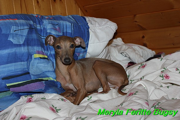 Meryla Feritte Bugsy (6)