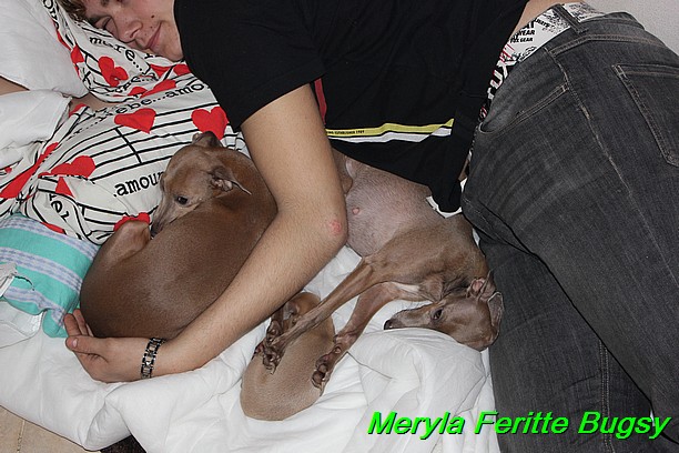 Meryla Feritte Bugsy 1 (8)