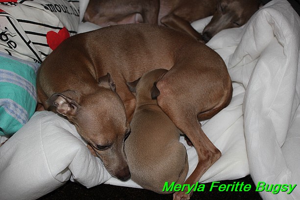 Meryla Feritte Bugsy 1 (12)