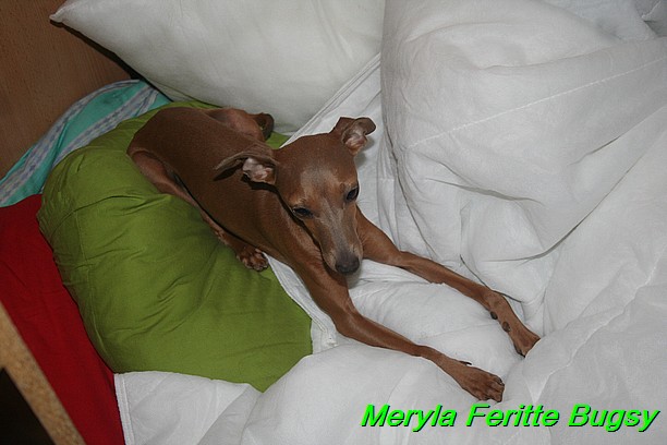 Meryla Feritte Bugsy 1 (17)