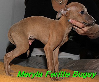 Meryla Feritte Bugsy 1 (20)