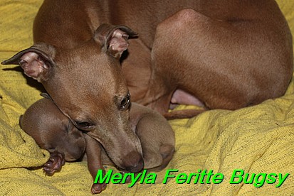 Meryla Feritte Bugsy 1 (26)