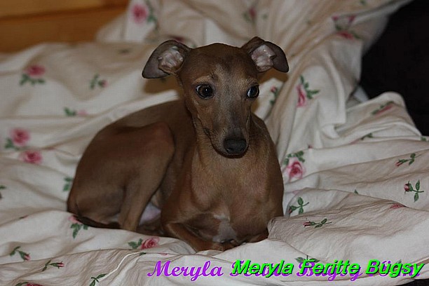 Meryla Feritte Bugsy 1 (33)