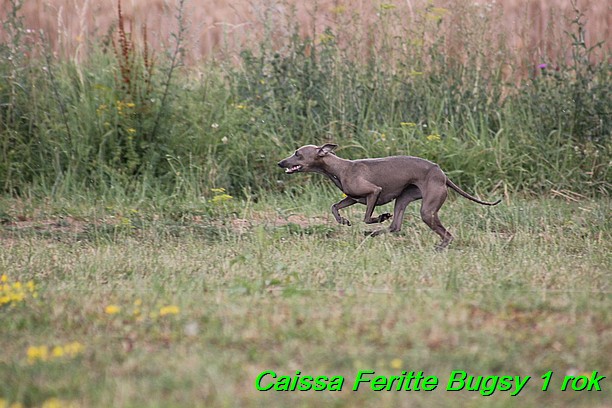 Caissa Feritte Bugsy 1 rok (15)