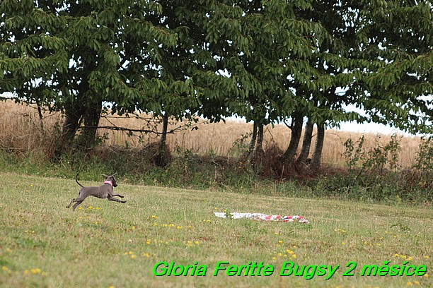 Gloria Feritte Bugsy 2 mesice (16)