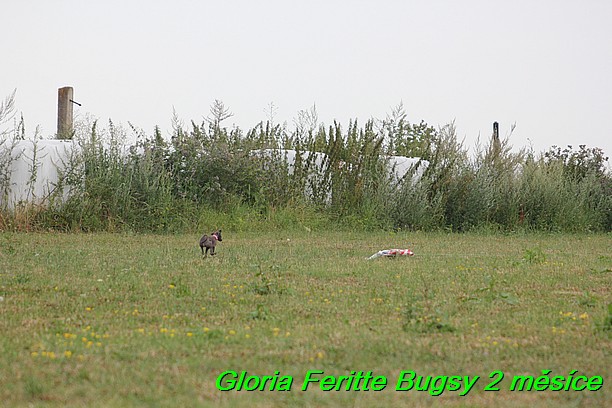 Gloria Feritte Bugsy 2 mesice (17)