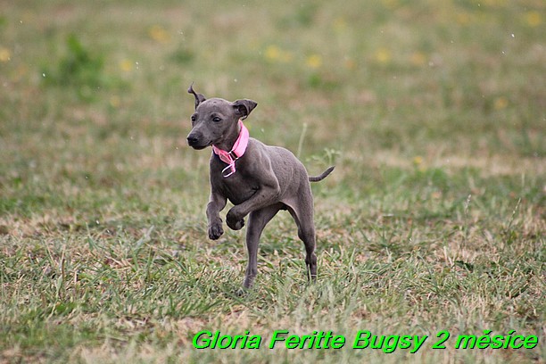 Gloria Feritte Bugsy 2 mesice (27)