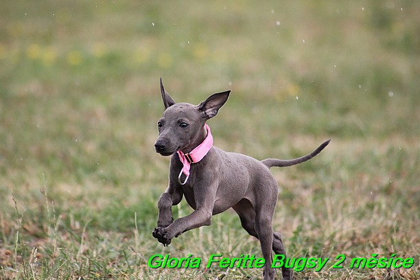 Gloria Feritte Bugsy 2 mesice (28)