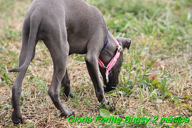 Gloria Feritte Bugsy 2 mesice (112)