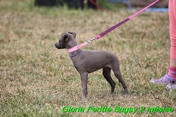 Gloria Feritte Bugsy 2 mesice (114)