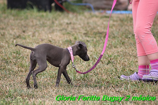 Gloria Feritte Bugsy 2 mesice (115)