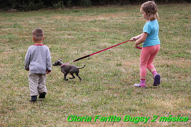 Gloria Feritte Bugsy 2 mesice (117)