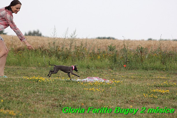 Gloria Feritte Bugsy 2 mesice (12)