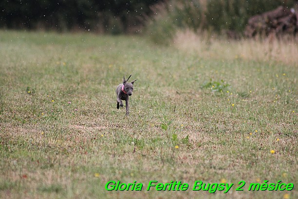 Gloria Feritte Bugsy 2 mesice (23)