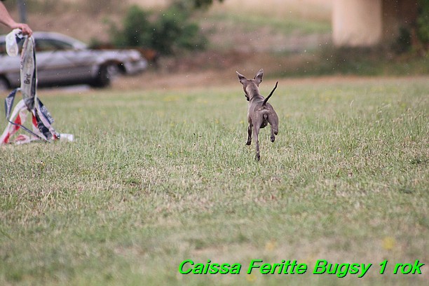 Caissa Feritte Bugsy 1 rok (26)