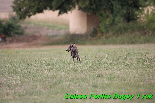 Caissa Feritte Bugsy 1 rok (27)