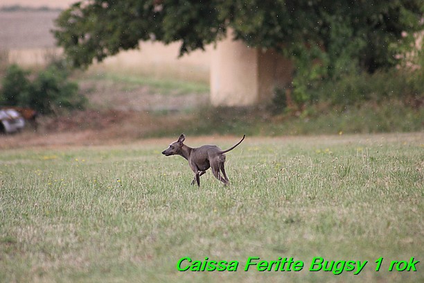 Caissa Feritte Bugsy 1 rok (28)