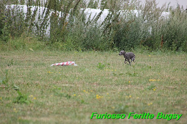 Furiosso Feritte Bugsy 9 mesicu (16)