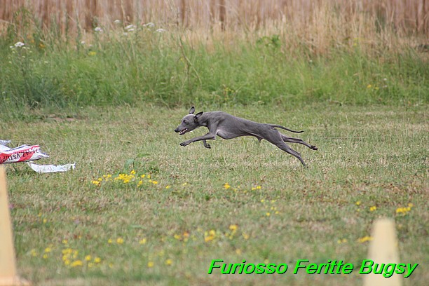 Furiosso Feritte Bugsy 9 mesicu (18)