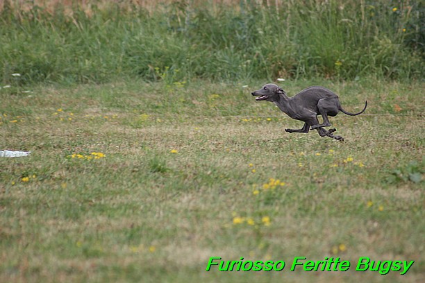 Furiosso Feritte Bugsy 9 mesicu (19)