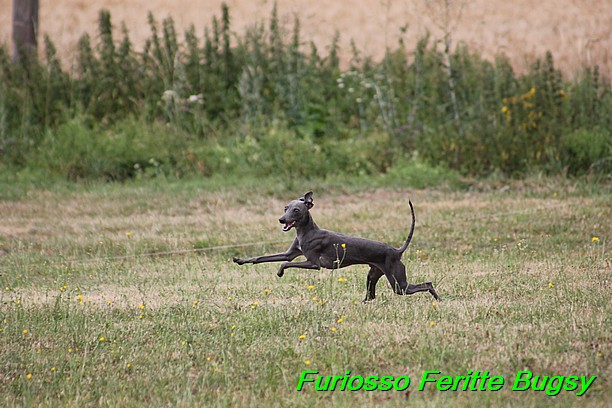 Furiosso Feritte Bugsy 9 mesicu (21)