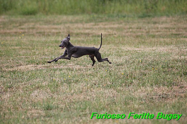 Furiosso Feritte Bugsy 9 mesicu (23)