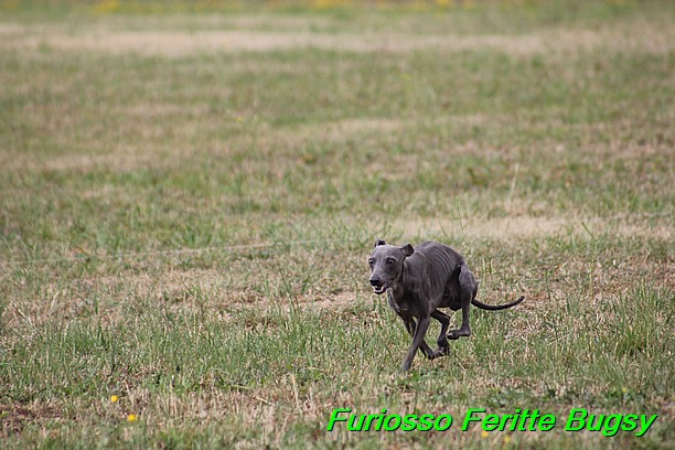 Furiosso Feritte Bugsy 9 mesicu (26)