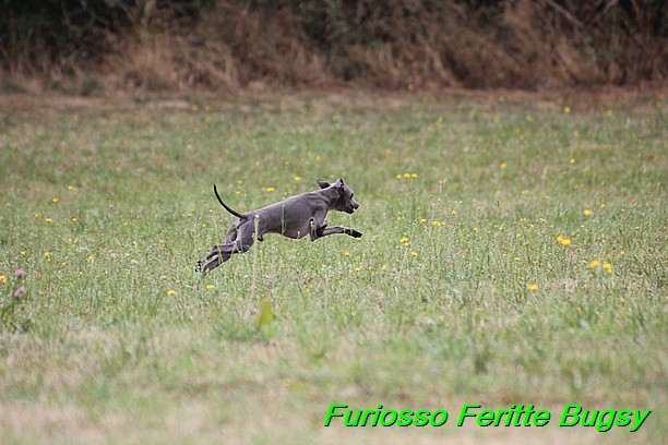 Furiosso Feritte Bugsy 9 mesicu (31)