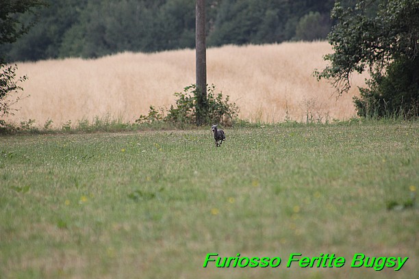 Furiosso Feritte Bugsy 9 mesicu (36)