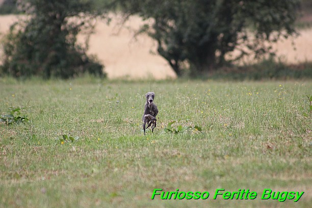 Furiosso Feritte Bugsy 9 mesicu (39)