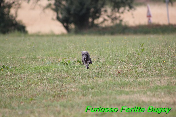 Furiosso Feritte Bugsy 9 mesicu (40)