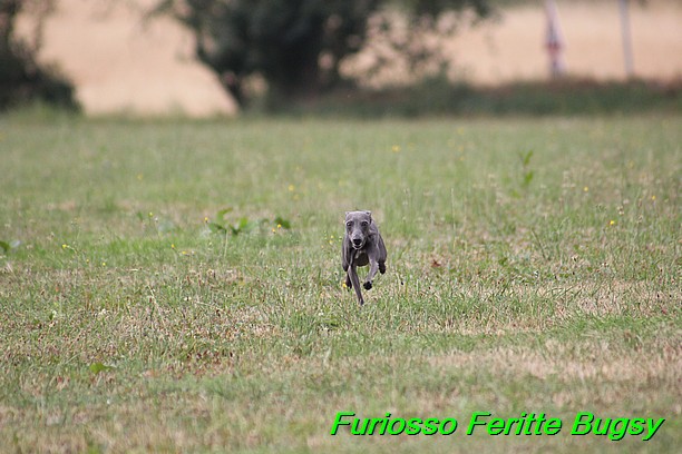 Furiosso Feritte Bugsy 9 mesicu (41)